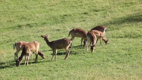 Roe-deer-standing-in-a-field