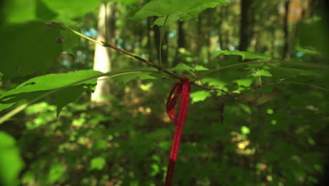 Red-string-tied-on-a-branch-marking-the-trail-on-a-path