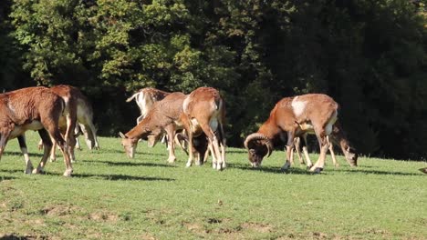 Deers-and-mouflons-grazing-together-on-the-green-field