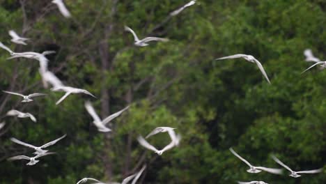 Terns-are-seabirds-that-can-be-found-all-throughout-the-world-at-sea,-rivers,-and-other-wider-bodies-of-water