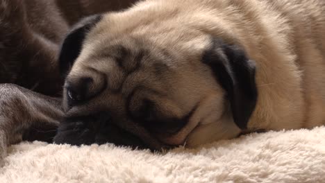Sleepy-pug-filmed-in-4k-at-24fps