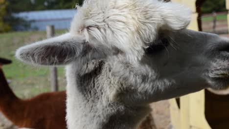White-Alpaca-Chewing---Close-up-on-Face