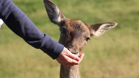 Beautiful-young-deer-is-eating-corn-from-a-human-hand
