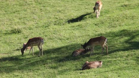 Roe-deer,-Capreolus-capreolus,-chewing-green-leaves