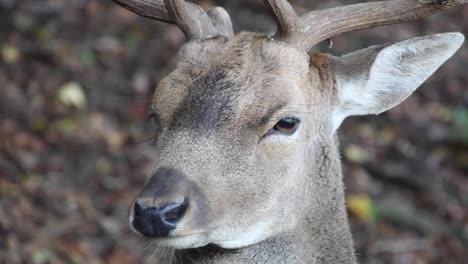 Closeup-of-a-beautiful-head-and-horns-of-a-large-white-tailed-deer-buck-in-a-leaf-covered-meadow-with-autumn-colors-in-the-background