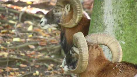 Two-mouflons-chewing-food-in-the-forest-beside-the-tree