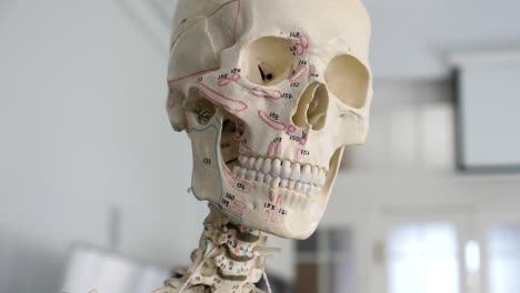 close-up-shoot-of-skull-with-marked-parts-of-bones-for-teaching