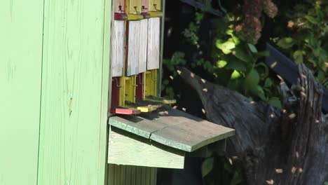 Bienenstöcke-In-Einem-Bienenhaus-Mit-Honigbienen,-Die-Zu-Den-Landebrettern-In-Einem-Grünen-Garten-Fliegen