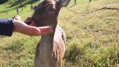 Deers-are-getting-fed-with-the-hand-of-a-person