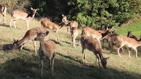 Family-of-deers-being-scared-and-run-away-from-the-people