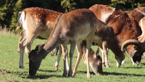 Spotted-deer-or-axis-deers-in-the-nature-habitat