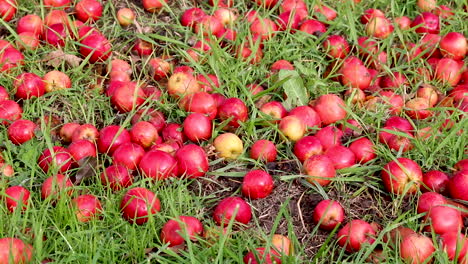 Manzanas-De-Cangrejo-Caídas-Tiradas-En-La-Hierba-Después-De-Que-Fuertes-Vientos-Acompañados-De-Lluvia-Las-Sacaran-Del-árbol