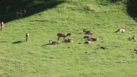Spotted-deer-or-axis-deer-in-nature-habitat