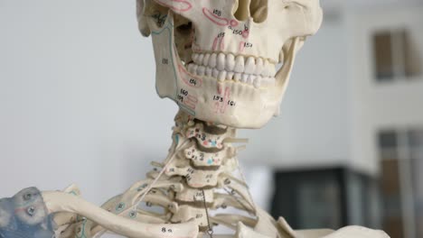 close-up-shoot-of-human-skull-with-numbers-for-studying