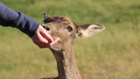 Feeding-unshy-and-fearless-deer-with-hand