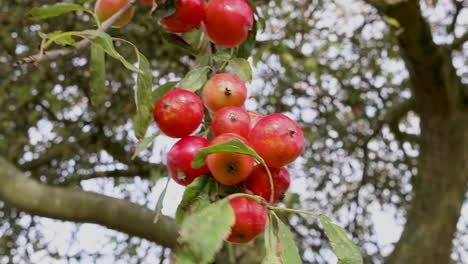 Rosy-red-crab-apples-clumped-together-and-hanging-from-one-of-the-branches-blowing-on-the-crab-apple-tree