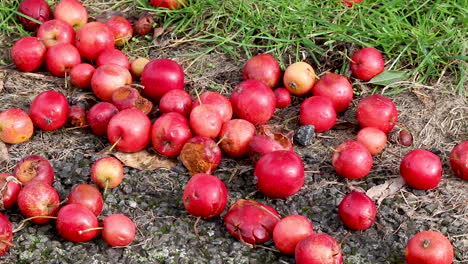 Manzanas-Silvestres-Caídas-Sobre-El-Pavimento-Después-De-Que-Fuertes-Vientos-Acompañados-De-Lluvia-Las-Sacaran-Del-árbol
