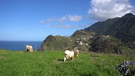 Two-lovely-goats-eating-grass-on-the-cliff-of-a-mountain-near-the-ocean