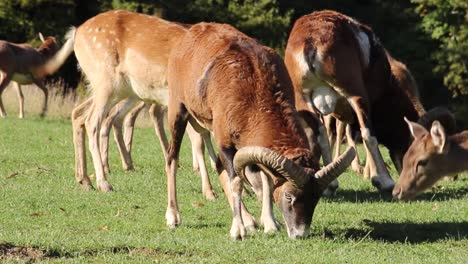 Mouflon-with-big-horns-eating-grass-on-the-meadow-together-with-the-family-of-deers