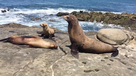Seals-living-and-playing-on-the-Pacific-Ocean-rocks,-La-Jolla,-San-Diego,-California