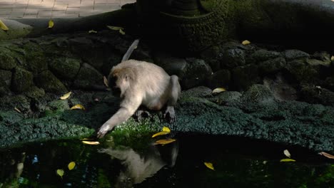 Medium-shot-monkey-playing-with-reflection-and-leaves-in-pond