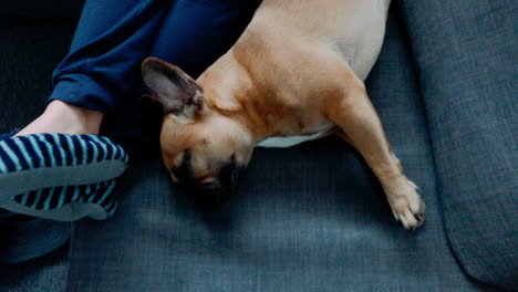 Slowmotion:-French-bulldog-stretches-on-the-couch,-lies-in-its-legs-close-to-its-guardian,-the-dog's-legs-are-outstretched-and-he's-looking-at-the-side