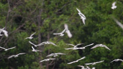 Terns-are-seabirds-that-can-be-found-all-throughout-the-world-at-sea,-rivers,-and-other-wider-bodies-of-water