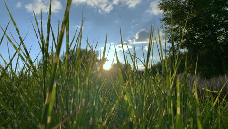 Low-angle-wide-shot-of-sunrise,-blue-sky-with-clouds-between-green-plants