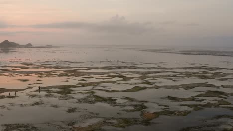 Das-Trockenriff-Von-Kuta-Lombok-Bei-Sonnenaufgang,-Mit-Einheimischen-Auf-Der-Suche-Nach-Nahrung-Und-Muscheln