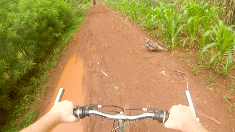 A-point-of-view-action-shot-looking-down-at-a-white-mans-hands-on-a-handle-bar-while-riding-a-bike-on-a-rural-dirt-road-in-Africa