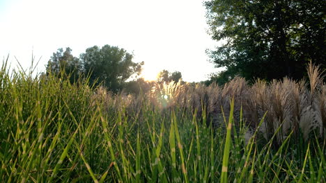 Low-angle-wide-shot-of-sunrise,-blue-sky-between-green-plants