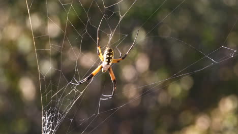 This-is-a-video-of-a-Garden-Spider