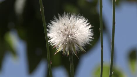 Close-up-of-Dandelion-seed-fluffs-swaying-in-the-breeze-before-dispersing