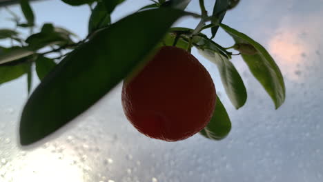 A-small-orange-from-a-home-bred-farm-sways-on-the-branch-against-the-background-of-a-window-with-rain-drops,-small-fruit-on-branch-with-green-leaves