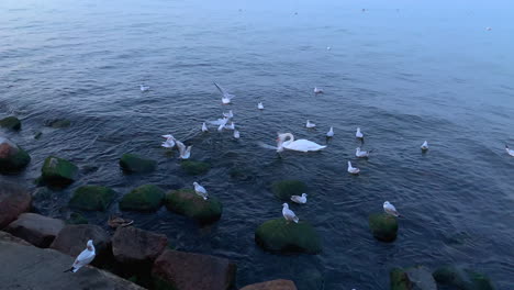 Slowmotion:-Seagulls-fly-close-to-stones-and-a-breakwater-looking-for-food,-a-lonely-swan-and-a-duck-between-seagulls-at-sea