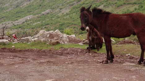 Mule-scares-and-runs-into-a-mountain-village-with-green-meadows-in-Albanian-Alps