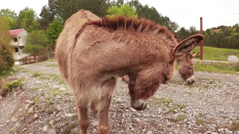 Curious-donkeys-approach-to-the-camera-and-smell-it-by-nose-on-a-mountain-village-in-the-Balkans