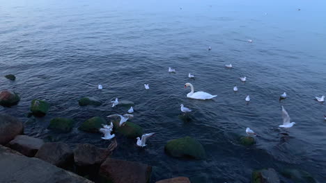 Slowmotion:-Seagulls-fly-close-to-stones-and-a-breakwater-looking-for-food,-a-lonely-swan-and-a-duck-between-seagulls-at-sea