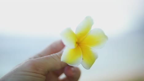 Toma-En-Cámara-Lenta-De-Alguien-Girando-Una-Hermosa-Flor-Hawaiana-Amarilla