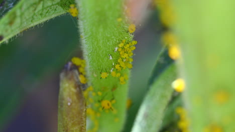 Yellow-or-orange-Aphids-on-a-Milkweed-plant