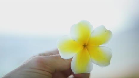 Slow-Motion-shot-of-someone-spinning-a-beautiful-yellow-Hawaiian-Flower