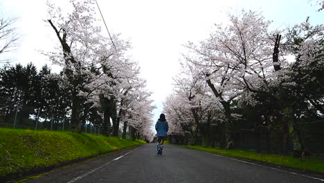 Wide-Shot-of-girl-walking-into-distance-on-Cherry-blossom-lined-road