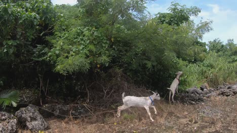 Wide-Angle-Shot-of-Goat-Running-To-Eat-With-Another-Goat