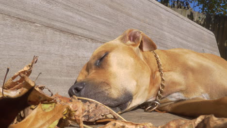 Tired-and-cute-pit-bull-dog-wearing-a-chain,-taking-a-nap-on-a-bench-during-fall-next-to-some-dry-leafs