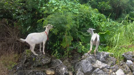Two-Goats-Eating-Wild-Bushes,-Grass-and-Shrubbery