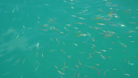 Viele-Schöne-Fische-Im-Meer