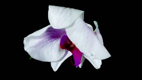 A-Close-Up-Of-A-Beautiful-Moth-Orchid-Flower-Blooming-In-Black-Background---Close-Up-Shot