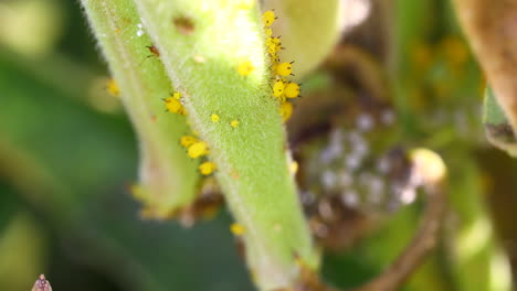 Gelbe-Oder-Orangefarbene-Blattläuse-Auf-Einer-Wolfsmilchpflanze