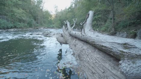 Calm-waters-of-the-Wissahickon-Creek,-fallen-tree