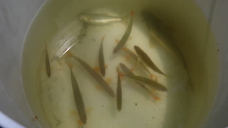 Minnows-and-fish-bait-in-a-bucket